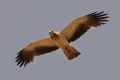 Орел-карлик фото (Hieraaetus pennatus) - изображение №689 onbird.ru.<br>Источник: www.iberianature.com